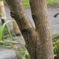 Fotografía Acer palmatum (1 de 3)