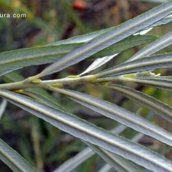 Salix eleagnos