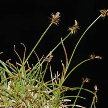 Carex pyrenaica (1 de 6)