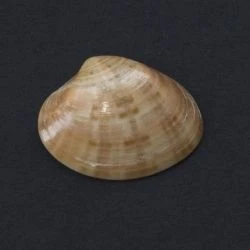 Callista chione