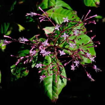 Fuchsia paniculata (2 de 3)