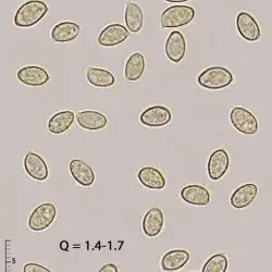 Cortinarius emollitoides Bidaud, Monne-Locc. & Reumaux (2 de 3)