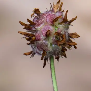 Trifolium fragiferum (3 de 3)