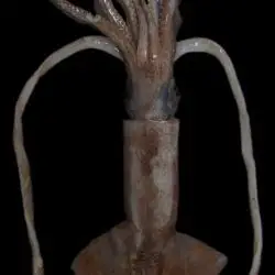 Ancistroteuthis