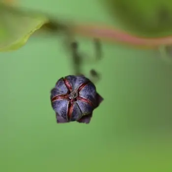 Agarista populifolia (5 de 6)
