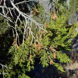 Fotografía Juniperus thurifera (3 de 3)