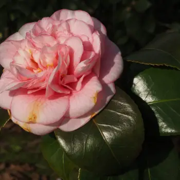 Camellia japonica 'Can Can' (4 de 4)