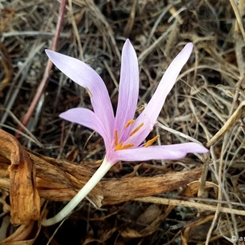 Colchicum lusitanum