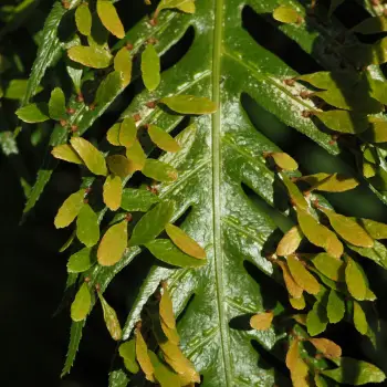 Woodwardia orientalis (3 de 4)