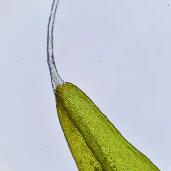 Grimmia pulvinata (3 de 6)