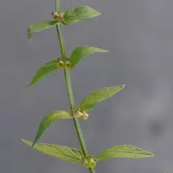 Scutellaria galericulata (1 de 2)