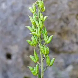 Fotografía Aconitum vulparia subsp. neapolitanum (3 de 3)