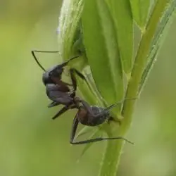 Fotografía Camponotus cruentatus (2 de 2)