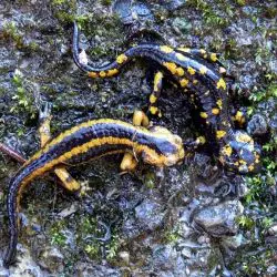 Fotografía Salamandra salamandra