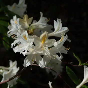 Rhododendron hybrid 'Daviesii'