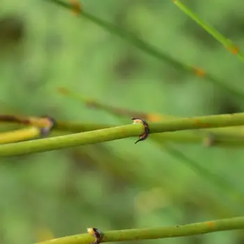 Ephedra viridis (2 de 3)