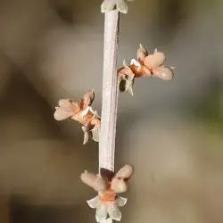 Sesamoides purpurascens (2 de 2)