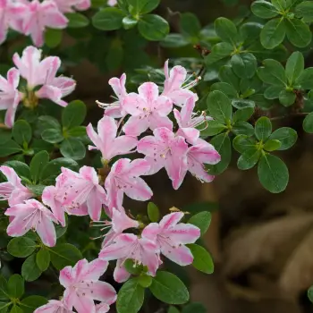 Rhododendron obtusum 'Kermesina Rose' (1 de 3)