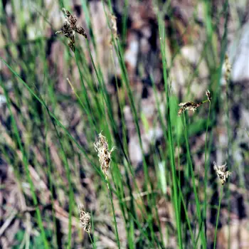 Carex praecox (6 de 6)