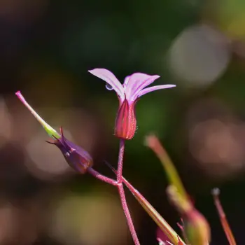 Geranium robertianum (3 de 3)