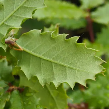 Quercus faginea subsp. faginea (2 de 3)