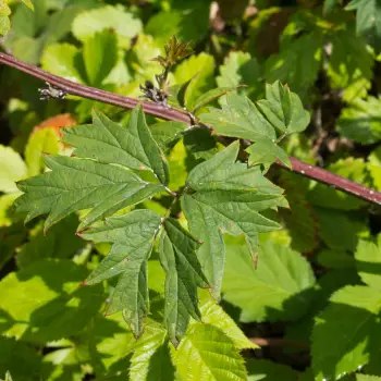 Rubus fruticosus 'Thornless Evergreen' (2 de 3)