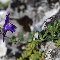 Fotografía Linaria alpina subsp. alpina (1 de 3)