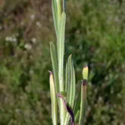 Amsinckia calycina (3 de 3)