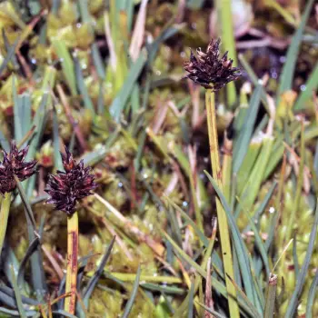 Carex furva (1 de 6)