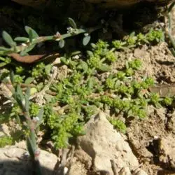 Fotografía Quebrantapiedras (Herniaria ciliolata subsp. robusta) (3 de 3)