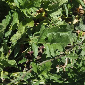 Raphanus raphanistrum subsp. landra (4 de 4)