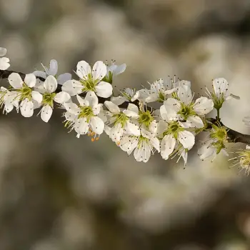 Prunus insititia (1 de 2)