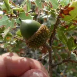 Quercus coccifera (2 de 3)