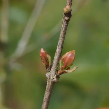 Eugenia uniflora (5 de 5)