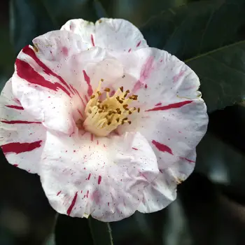 Camellia japonica 'Finlandia' (4 de 4)
