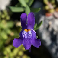 Fotografía Linaria alpina subsp. alpina (3 de 3)