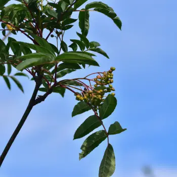 Sorbus decora (3 de 3)