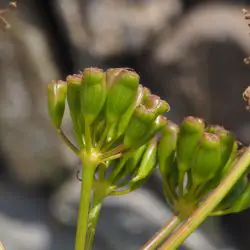 Fotografía Ferula communis subsp. catalaunica (2 de 2)