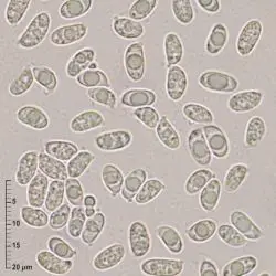 Fotografía Clitocybe fragilipes J. Favre (2 de 3)