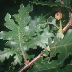 Quercus xneomarei