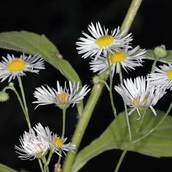 Erigeron uniflorus