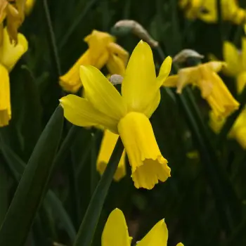 Narcissus cyclamineus 'Warbler' (1 de 2)