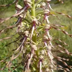 Fotografía Himantoglossum hircinum