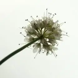 Fotografía Allium ericetorum (2 de 3) 