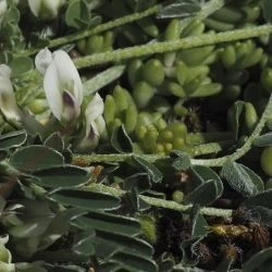 Astragalus depressus