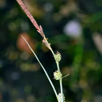 Fotografía Carex elata subsp. elata (4 de 5)