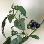 Fotografía Solanum nigrum (2 de 3)