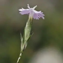 Fotografía Dianthus benearnensis (2 de 2)