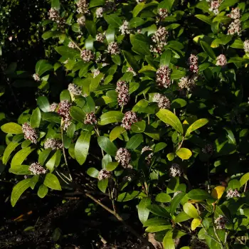 Skimmia japonica subsp. reevesiana (2 de 4)