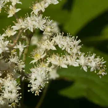Rodgersia aesculifolia (2 de 3)